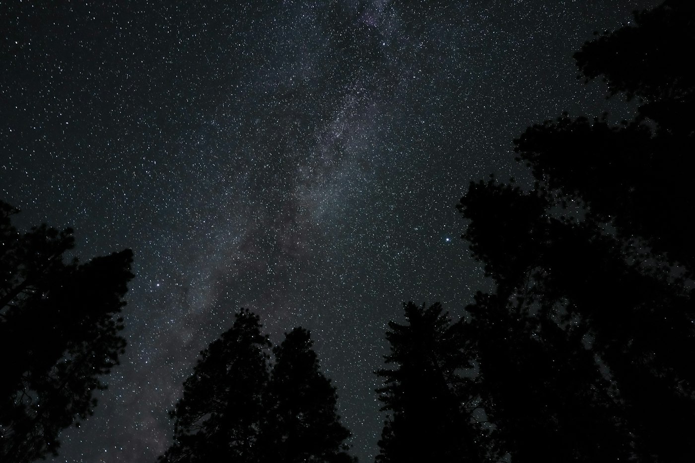 Real editorial photograph of starry sky over pine trees. Cover for Light Pollution and the Lost Art of Darkness