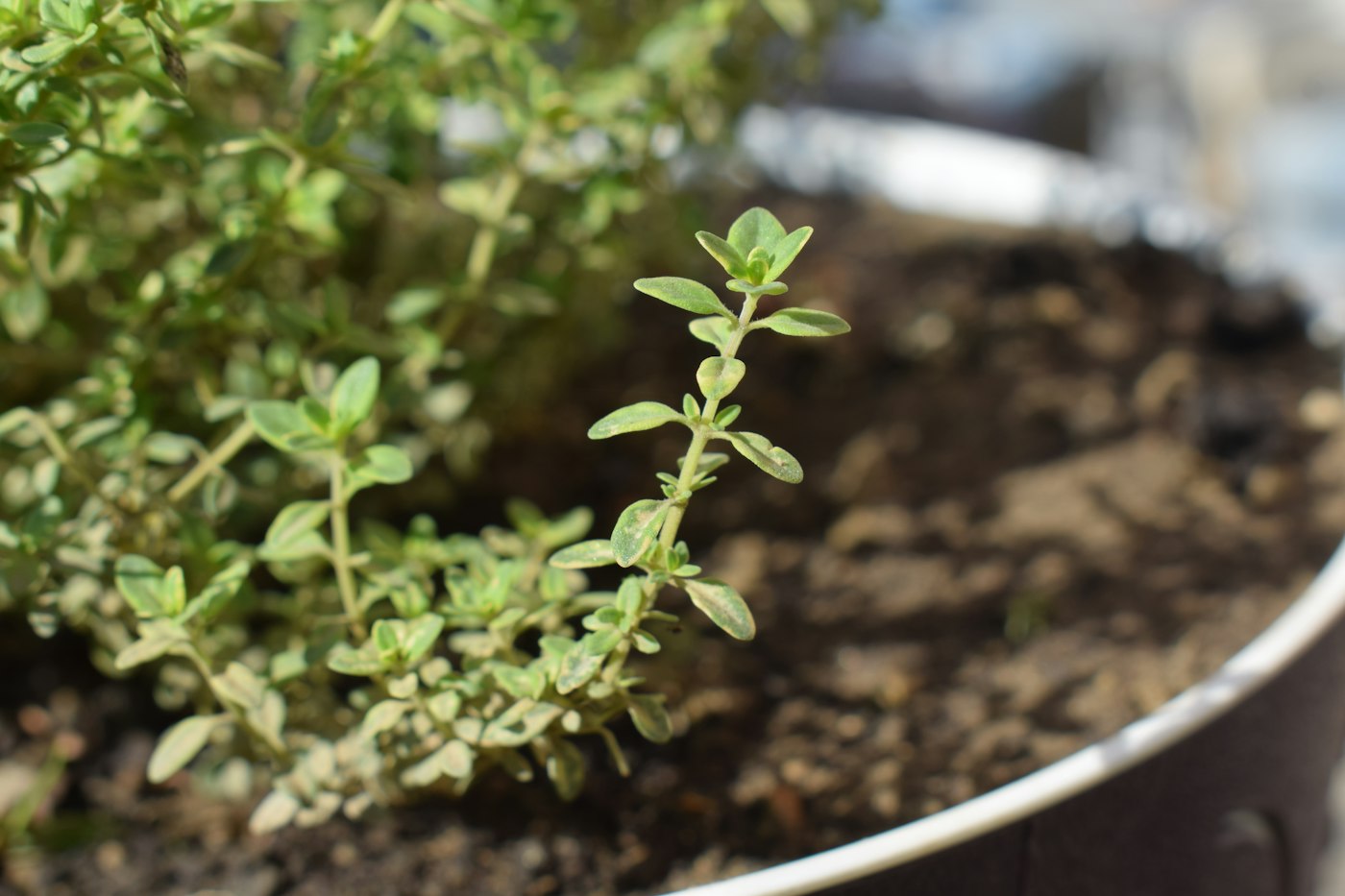 Real photograph of potted thyme herb plant. Cover for Thyme Steam vs. Thyme Tea: Two Traditions, Two Very Different Risks