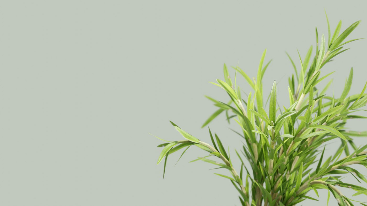 Real photograph of rosemary plant on gray background. Cover for Rosemary: The Memory Herb That Deserves a Closer Look