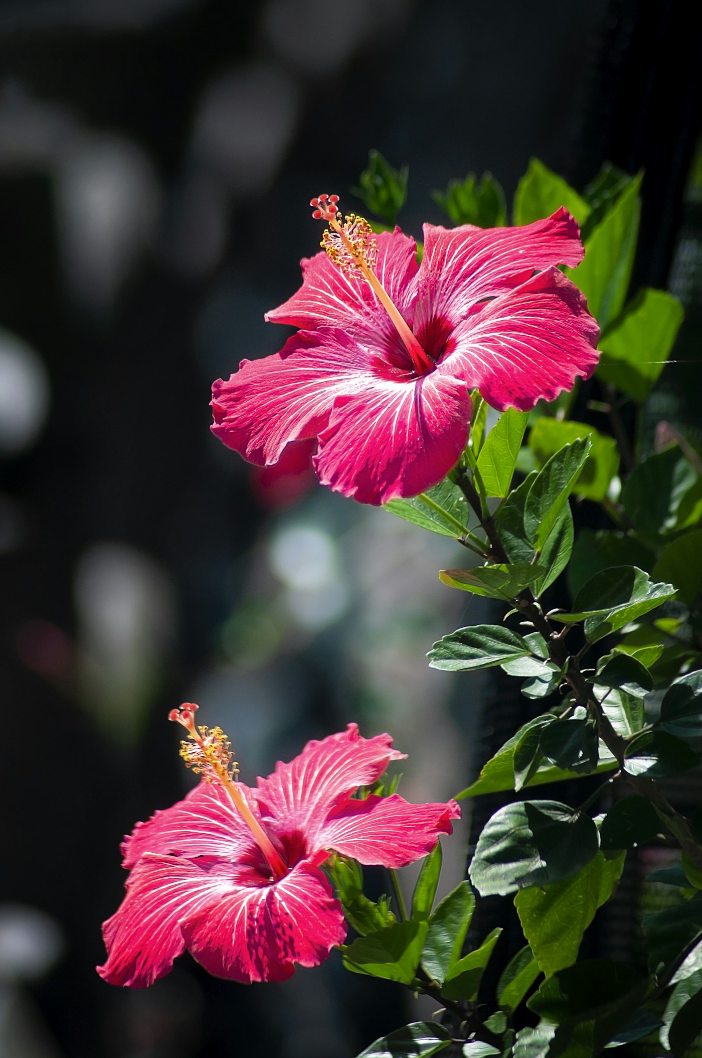 Documentary photograph: Hibiscus flowers. Cover for Hibiscus Tea: The Ruby-Red Drink With Real Questions Behind It