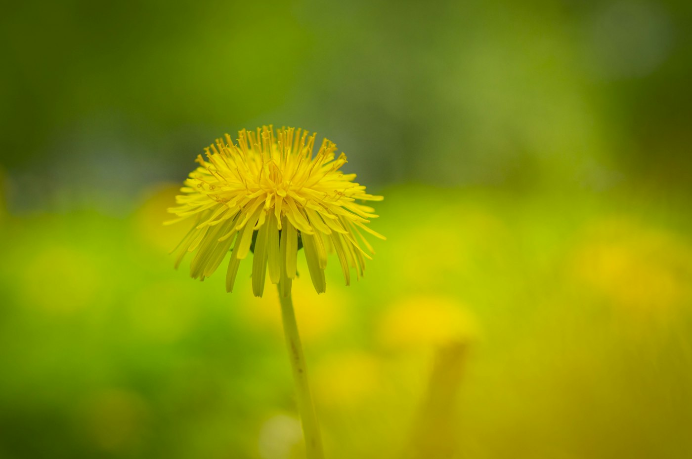 Documentary photograph: Dandelion flower. Cover for Dandelion: The Weed That Teaches You to Question Plant Labels