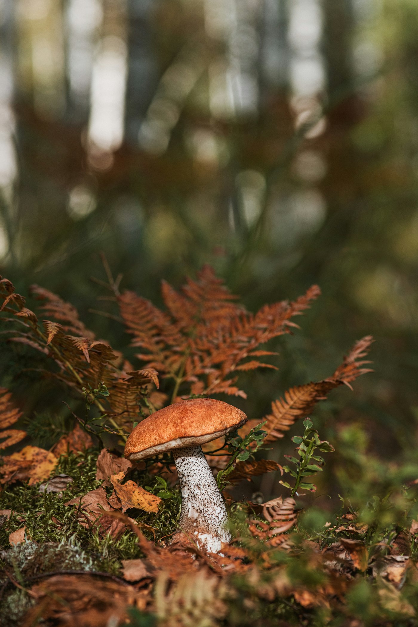 Real editorial photograph of a mushroom in lush mossy forest. Cover for Microdosing: What If the Expectation Is Doing Some of the Work?
