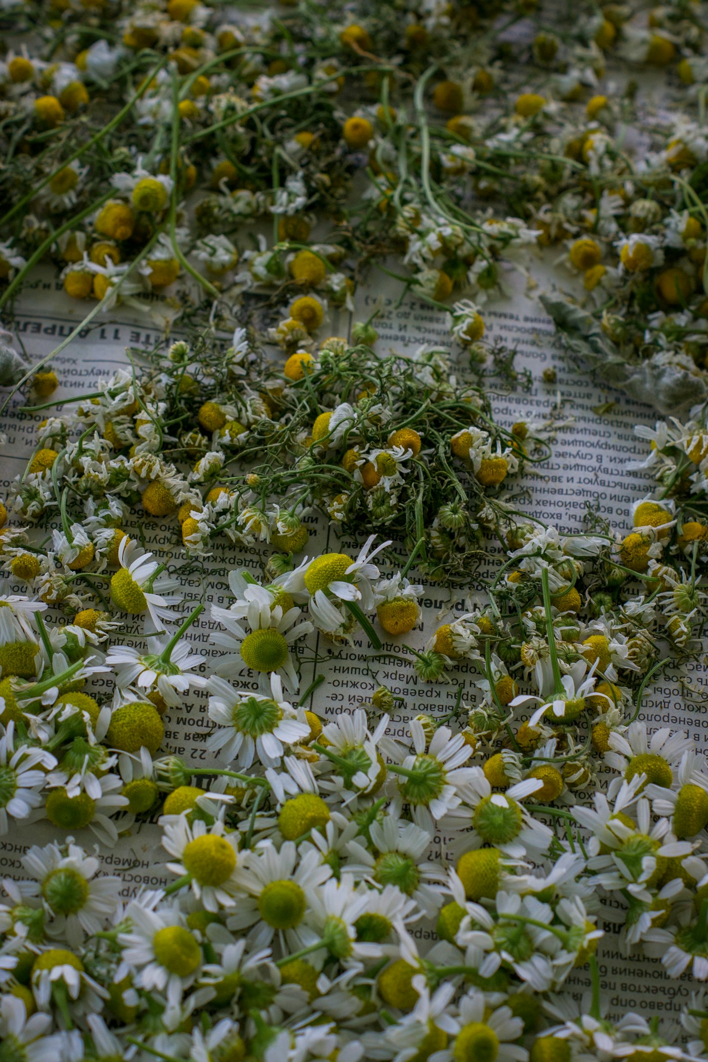 Real photograph of dried chamomile flowers on newspaper. Cover for When an Herb Meets a Prescription: Build Your Own Interaction Checklist
