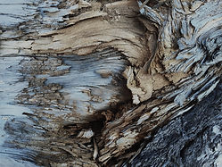 Dry%20Tree%20Trunk_edited.jpg
