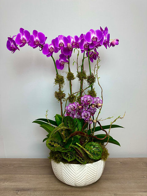 jade and pearl pothos Pothos Jade Pearl | 8" Pot | Easy Care Houseplant