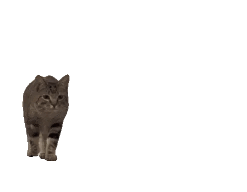 IMG_5824.GIF