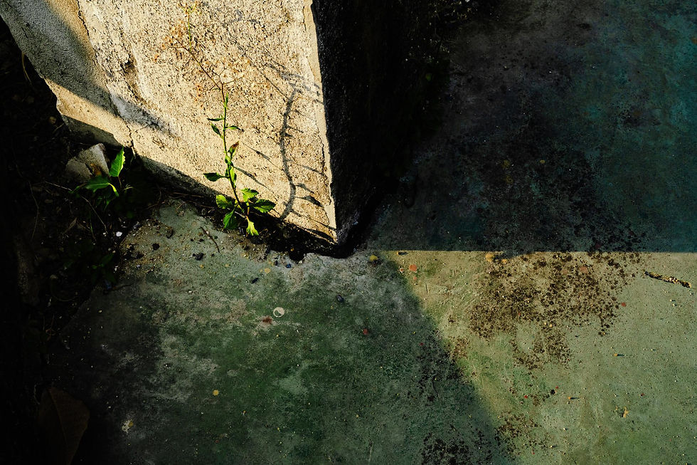 Plantinha delicada nasce de uma fresta no concreto, entre luzes do sol e sombras da parede de pedra