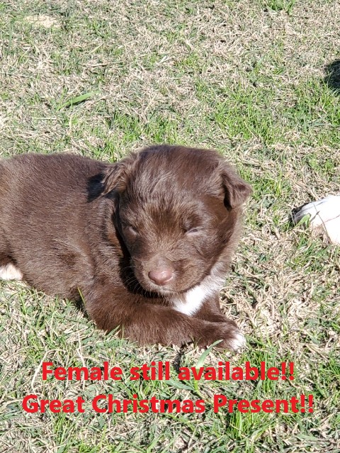2019 pups 6