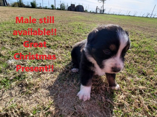 2019 pups 9