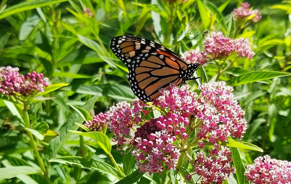 20180708_164756-2_edited