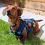 Thumbnail: Stylish Hip Hop Denim Dog Jacket for Small Breed Dogs -S,M,L,XL,XXL