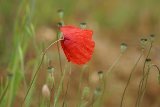 Particolare di fiore di campo