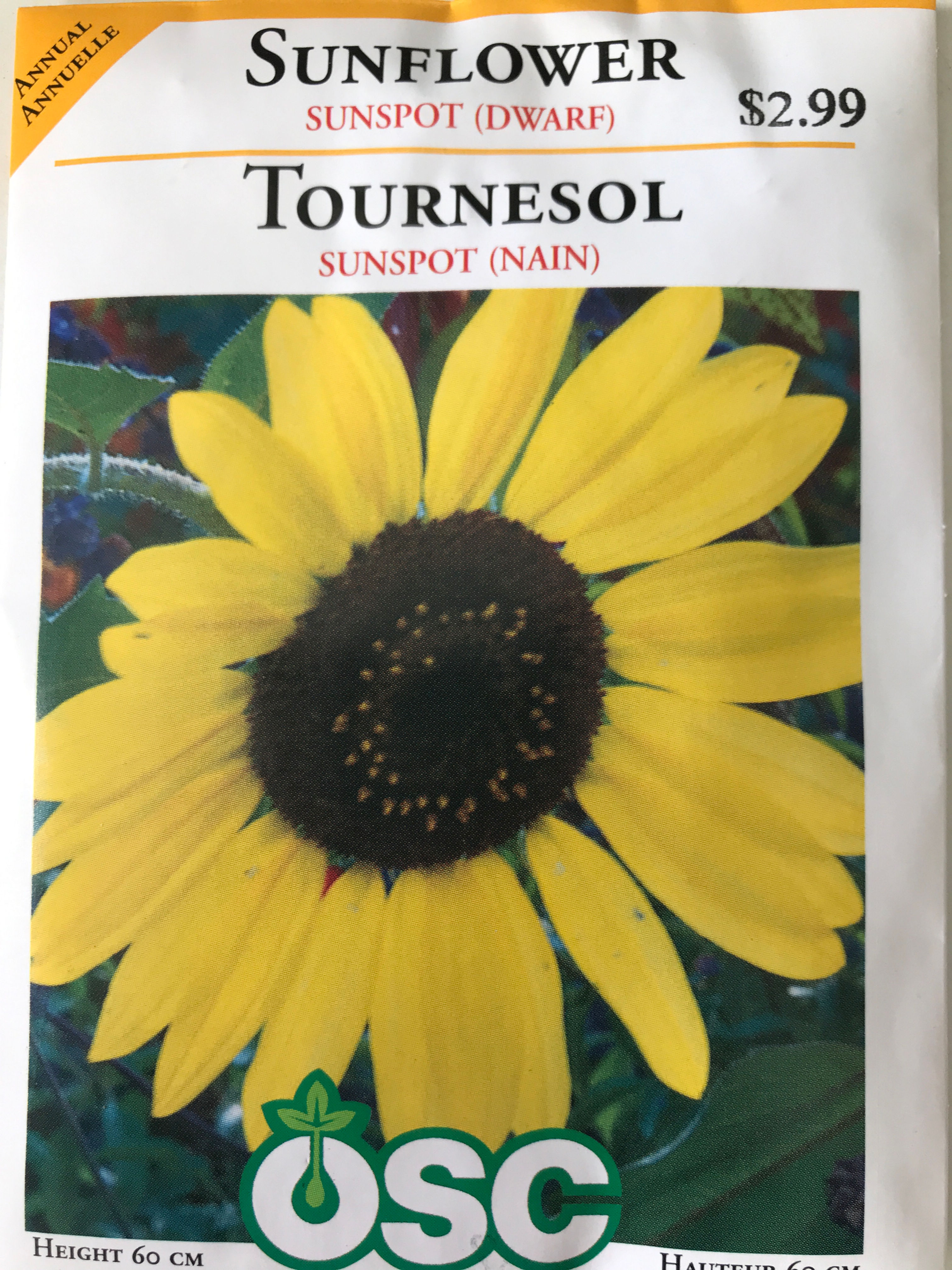 Tournesol Sunspot (nain)