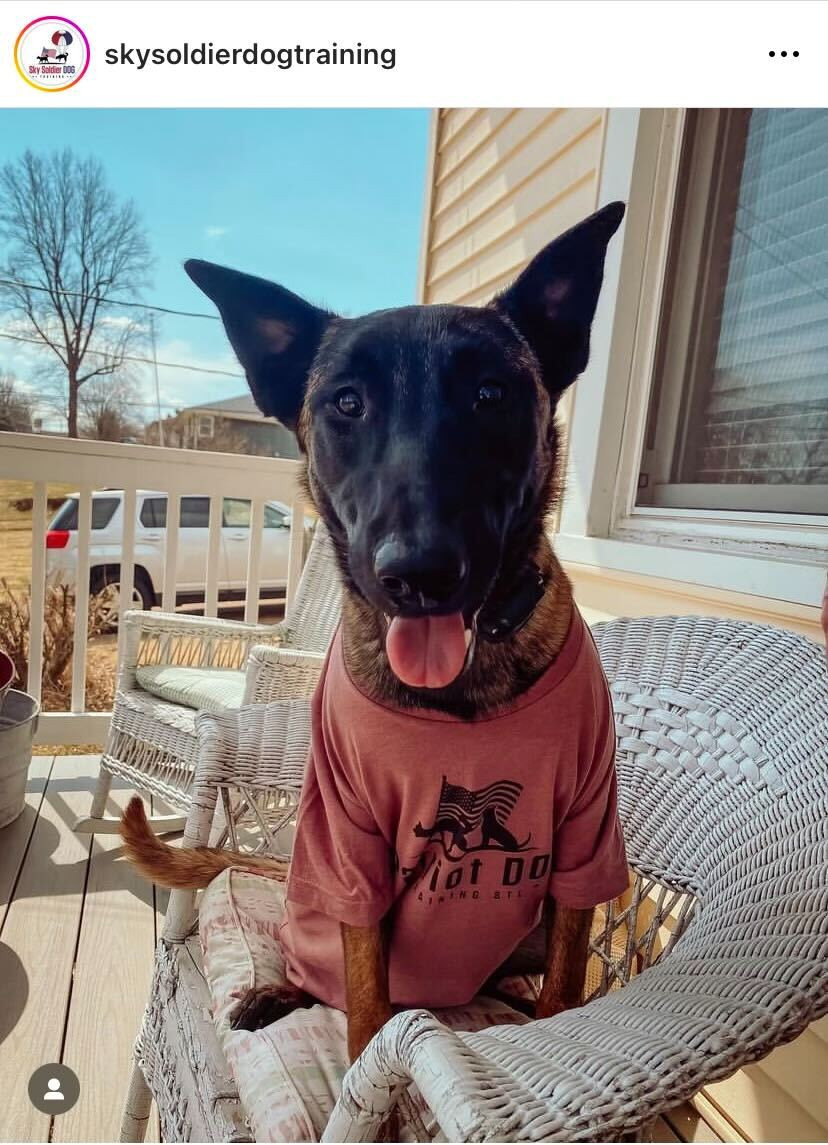 Dog Trainer Sky Soldier Dog Training St. Louis