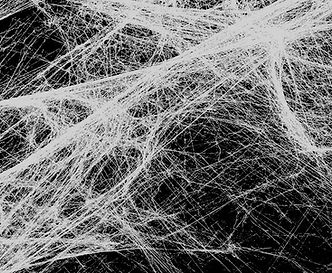 the fascial web