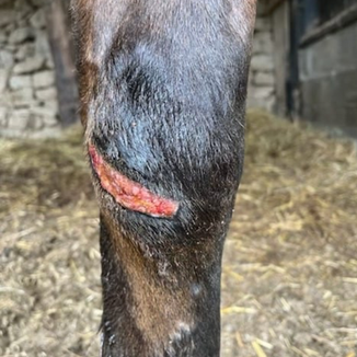 Protocole de soin des plaies et blessures ouvertes chez le cheval