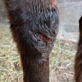 Protocole de soin des plaies et blessures ouvertes chez le cheval