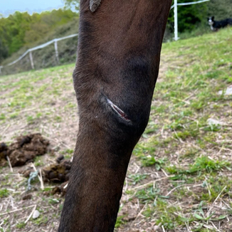 Protocole de soin des plaies et blessures ouvertes chez le cheval