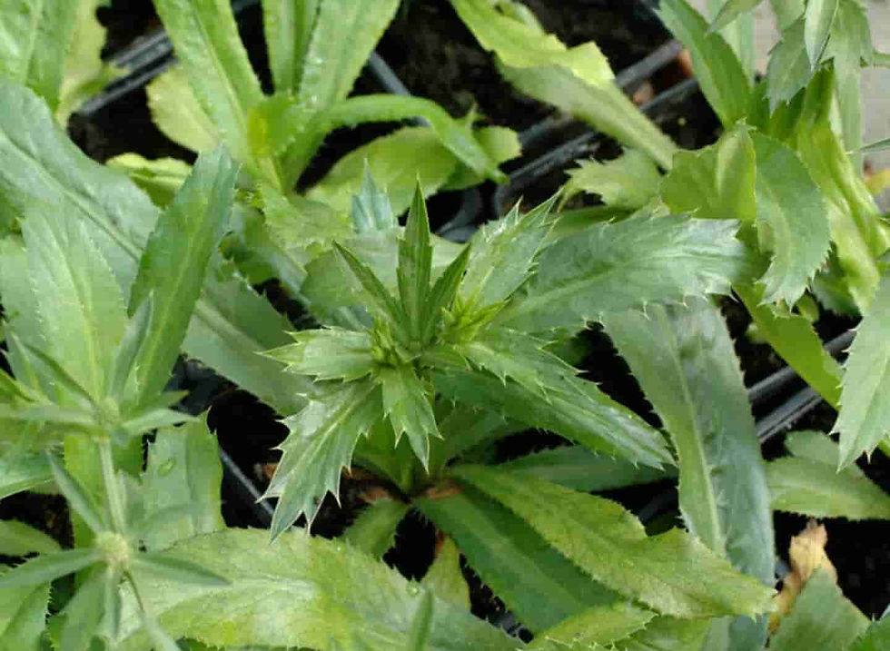 Eryngium foetidum