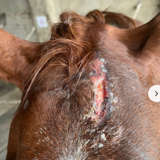 Protocole de soin des plaies et blessures ouvertes chez le cheval