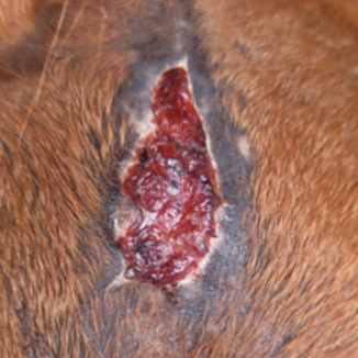 Protocole de soin des plaies et blessures ouvertes chez le cheval