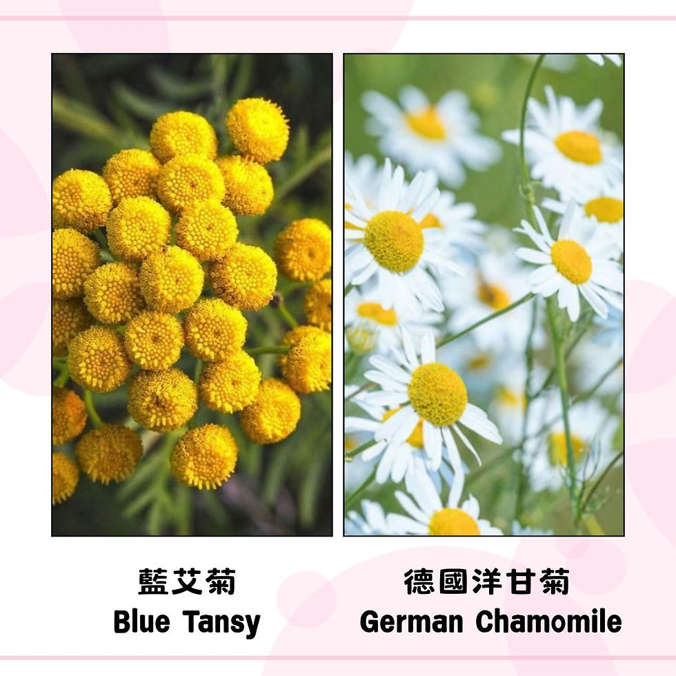 藍艾菊與德國洋甘菊植物外觀對比圖