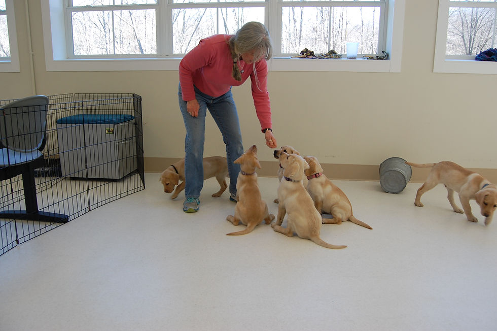 Somers Lions and Guiding Eyes for the Blind: A Lasting Partnership