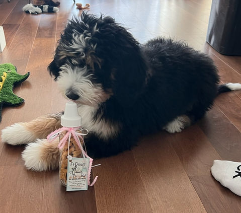 A dog enjoying Fi-Dough's organic biscuits!