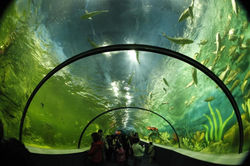 Thủy-cung-Times-City