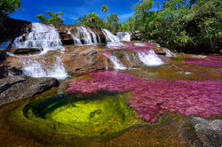 cano-cristales-river-in-colombia-at-the-conclusion-of-wet-season-1600x1068