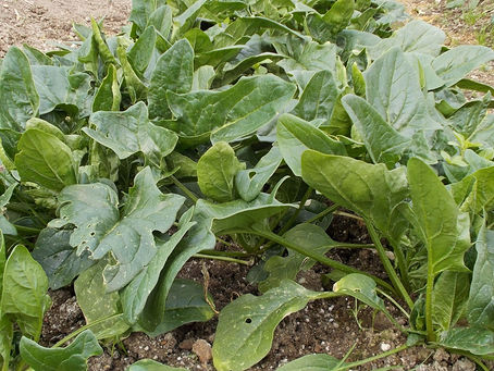 「ホタルの里/くぼの野菜」2/3.弁天丸出荷!