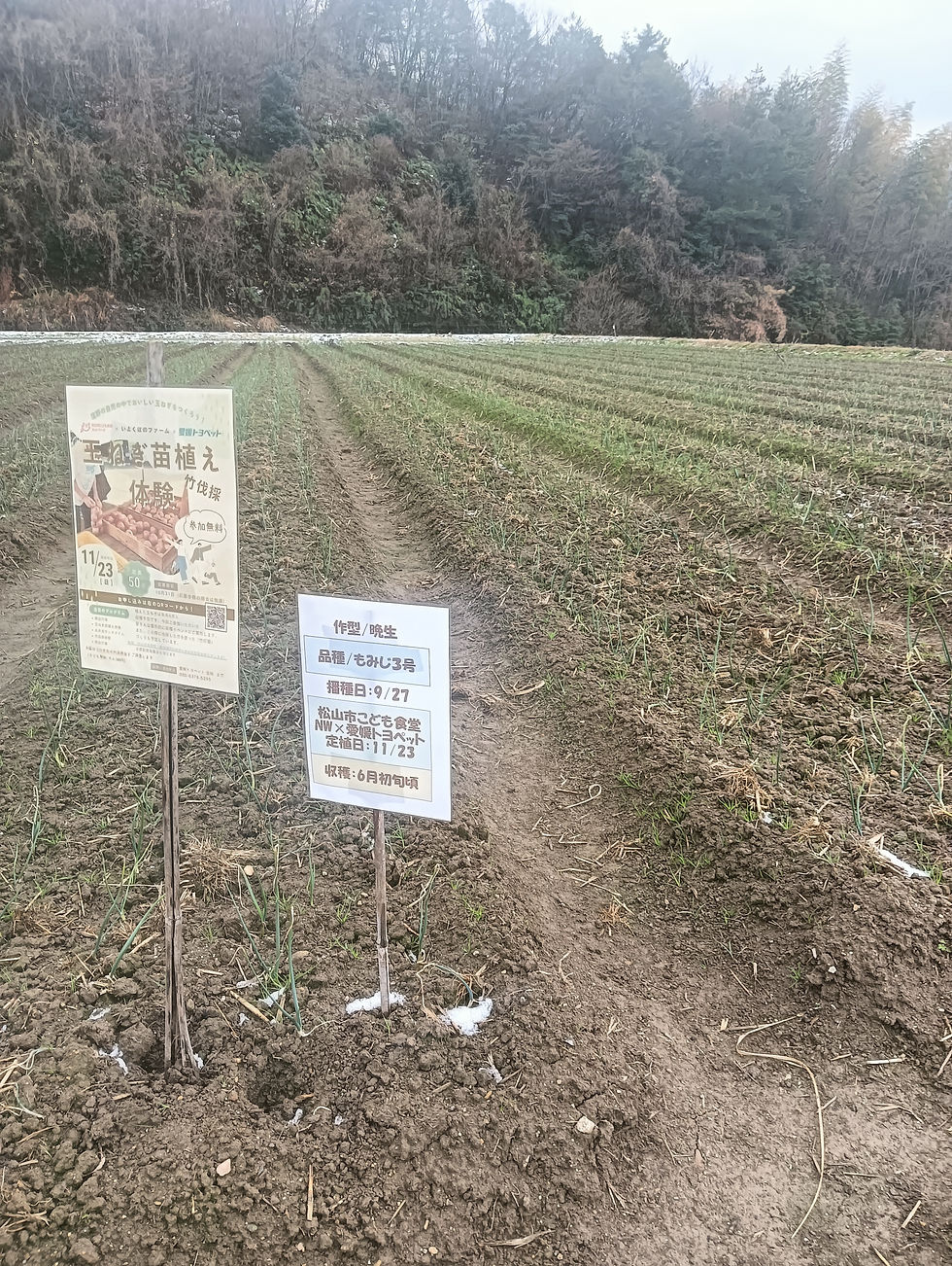 冷たい雪の布団をかぶって、じっと春を待つ玉ねぎたち。 この寒さを乗り越えることで、さらに甘みが凝縮された立派な玉ねぎへと成長します。