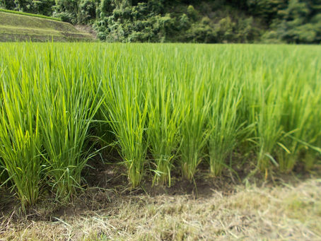 「ホタルの里窪野野菜」中干し7日目！