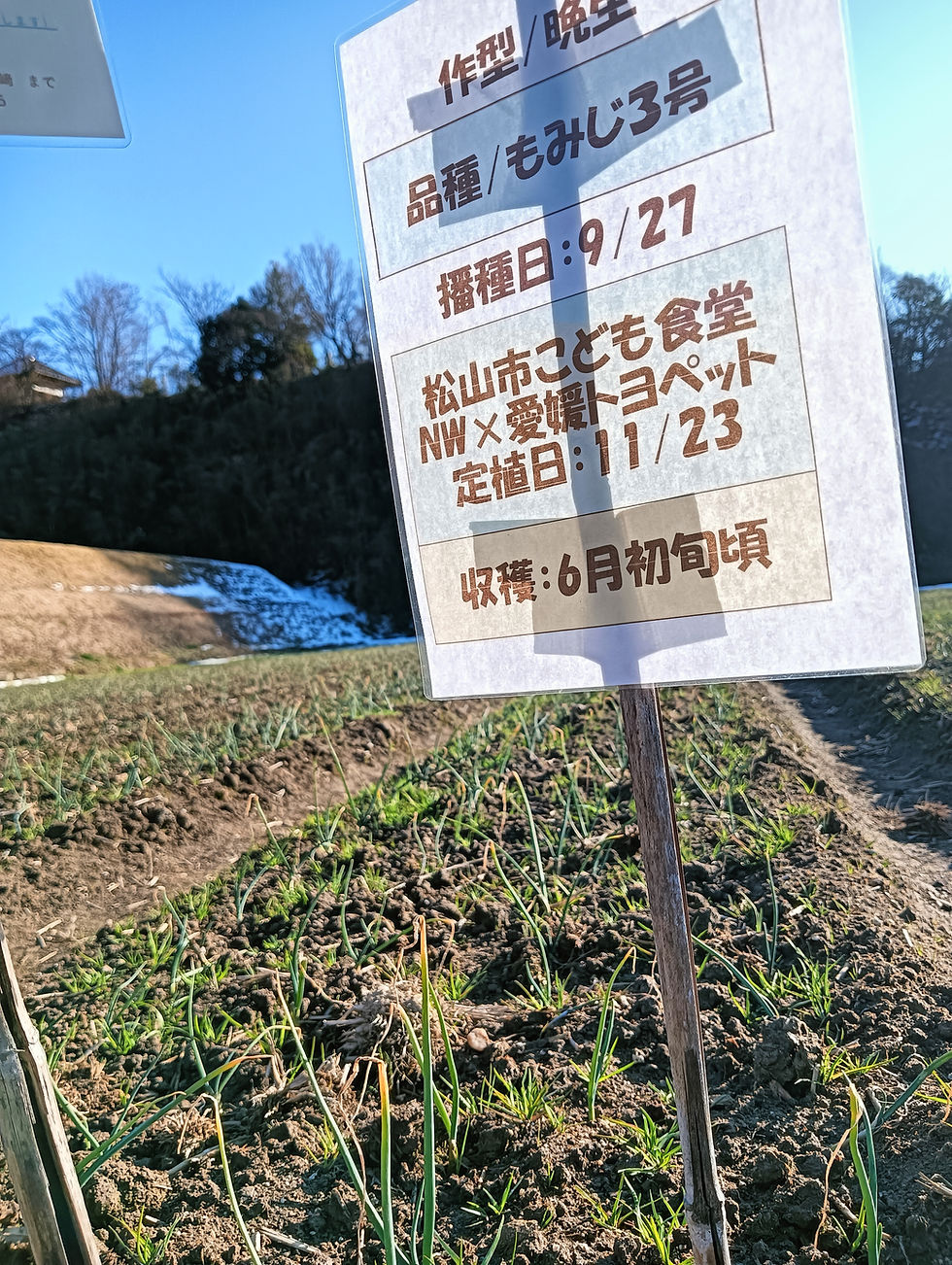 【生育診断】 もみじ3号は、6月初旬頃の収穫を目指して育っている品種です。 中生種に比べると、今はまだ「静かな成長」という印象ですが、葉の緑は濃く、窪野の厳しい寒さにも負けずにしっかりと大地に根を張っています。
