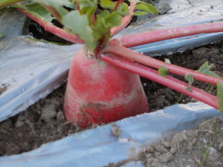 「ホタルの里/くぼの野菜」1/5(小寒)、紅三太出荷!