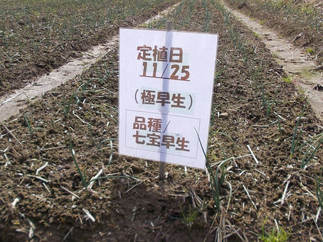 「ホタルの里/窪野野菜」玉ねぎ/七宝早生!