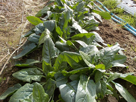 「ホタルの里/窪野野菜」ほうれん草”ピンドン”!