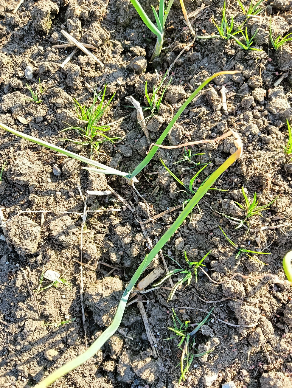 真上から見ると、新しい葉が中心から力強く出てきているのが確認できました。 収穫まであと4ヶ月ほど。じっくりと時間をかけて、旨みを蓄えてもらいたいと思います。