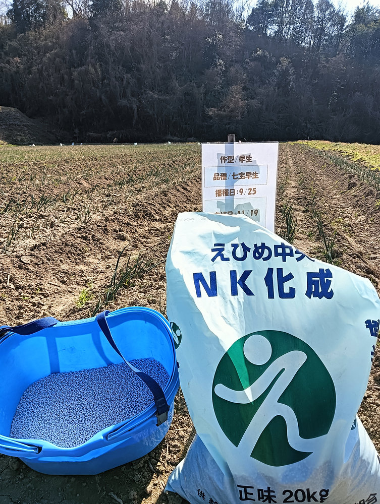 玉ねぎ日記：vol20】春の成長を支える「土寄せ」と「止め肥え」。七宝