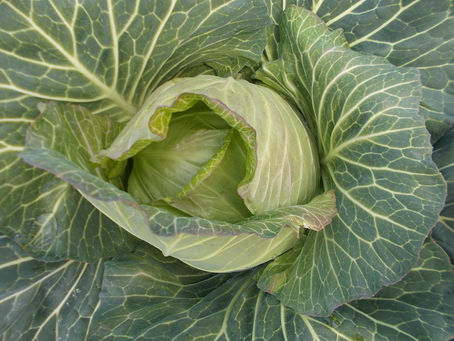 「ホタルの里/窪野野菜」春キャベツ出荷!