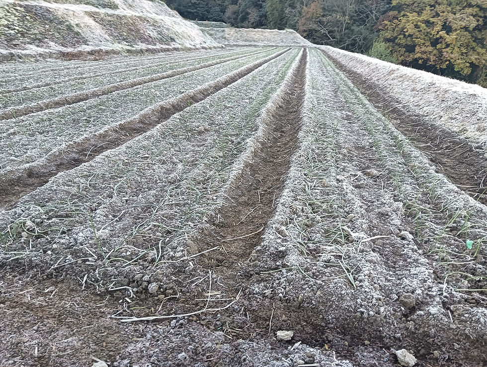 速報「ホタルの里/窪野野菜」初霜!
