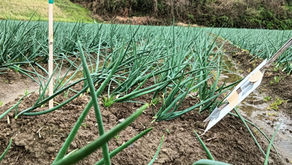 玉ねぎ日記：vol.28｜春の嵐。強風に耐える玉ねぎと、信じる生命力。