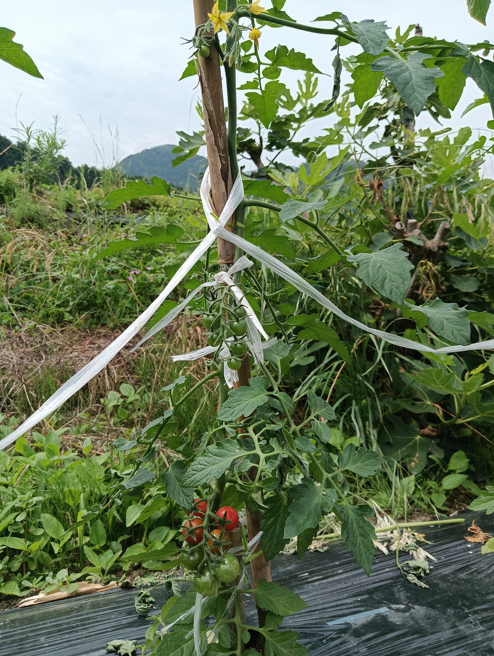 【ミニトマト：甘みと栄養を凝縮させる管理】 赤く色づき始めた実と、これから咲く黄色い花。ミニトマト栽培で大切なのは、こまめな「脇芽の芽欠き」です。また、最初の実（第一果房）には「トマトトーン」を使用して確実に着果させ、3段目の果房が開花したタイミングで一回目の追肥を行い、夏を乗り切るスタミナを株に与えます。