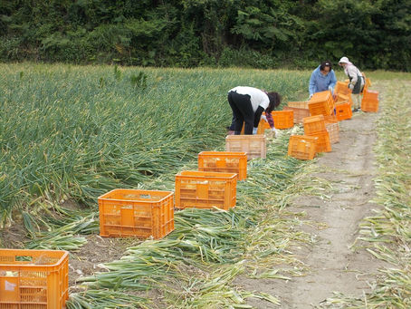 「ホタルの里/窪野野菜」玉ねぎ収穫中!