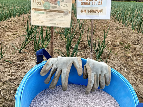 「玉ねぎ日記:vol25」雨を味方に。「もみじ3号」への止め肥えとレモン球対策。