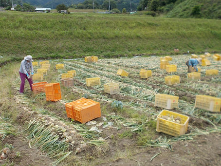 家族総出で「玉葱(もみじ3号)」収穫!