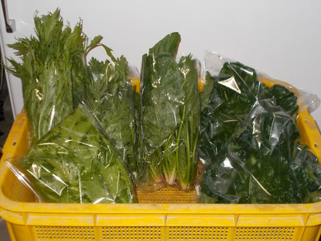 「ホタルの里/くぼの野菜」12/28.本日の出荷!