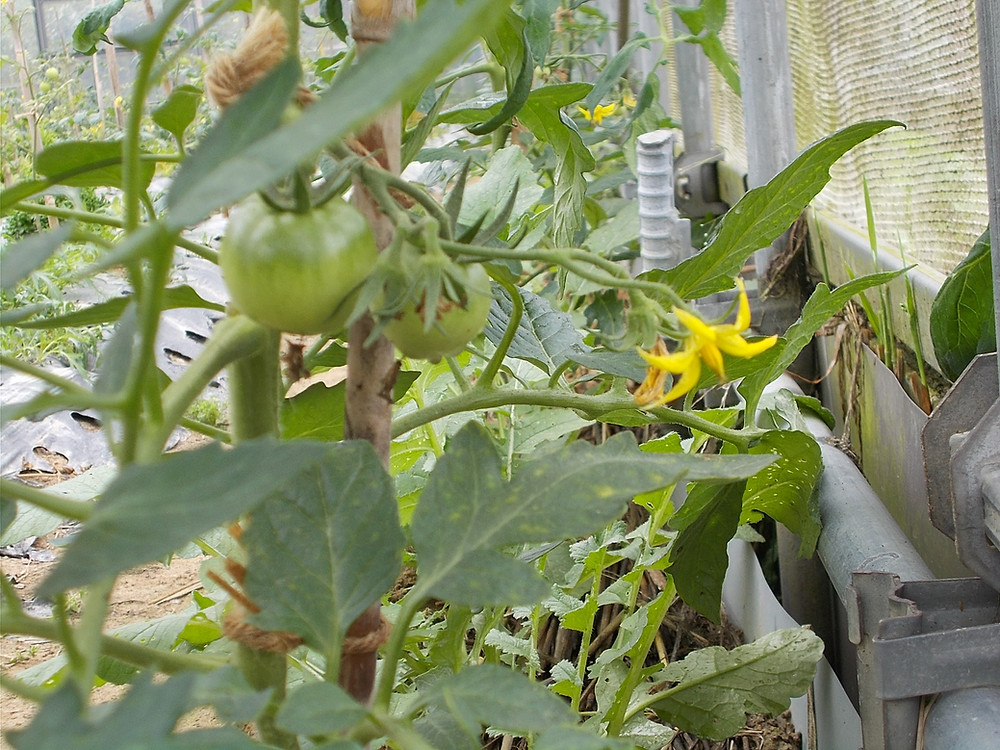 桃太郎ﾄﾏﾄ 追肥のタイミング