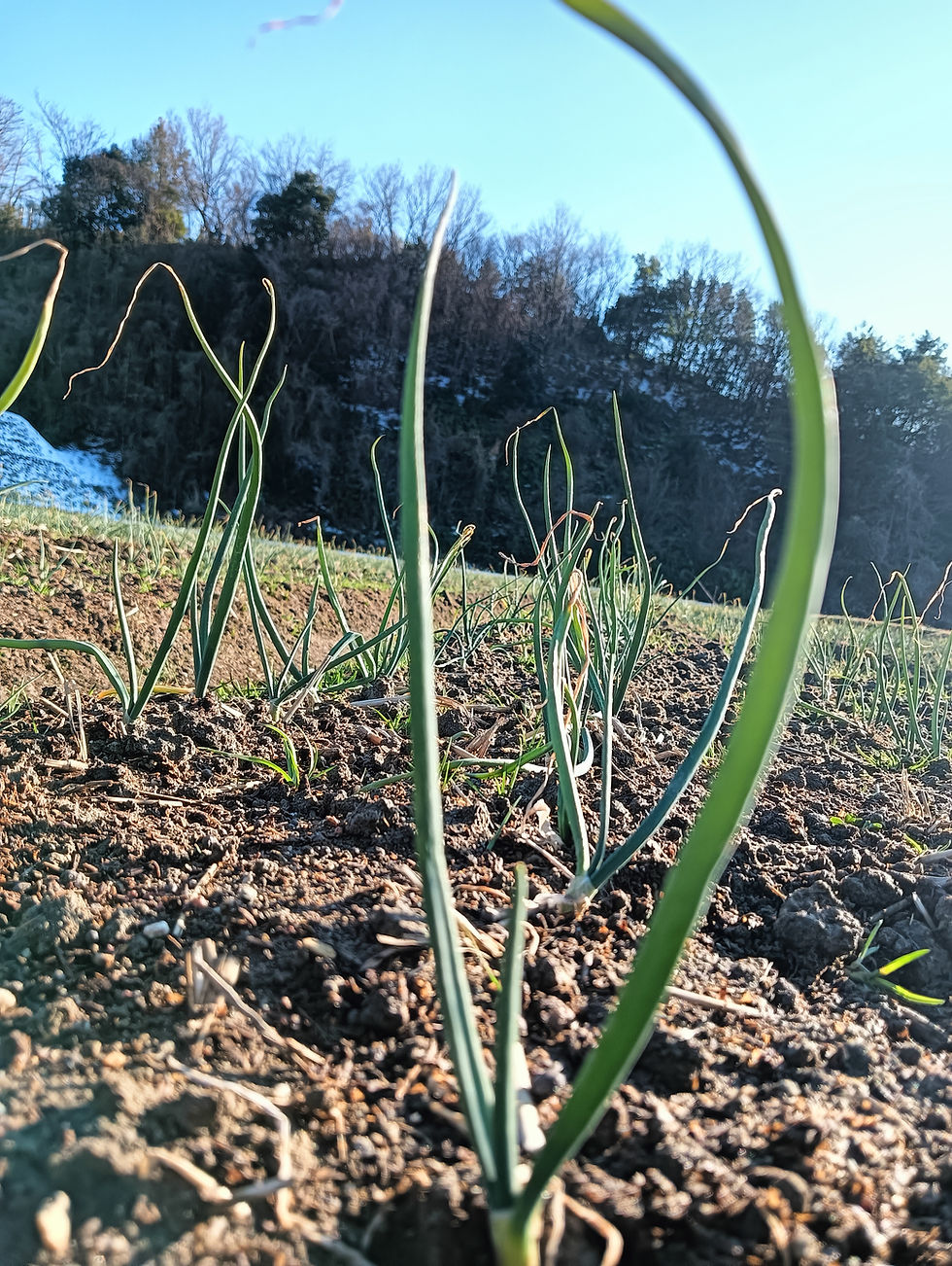【玉ねぎ日記 】vol.17「中生種『ターザン』の生育診断。春に向けて勢いが出てきました!」