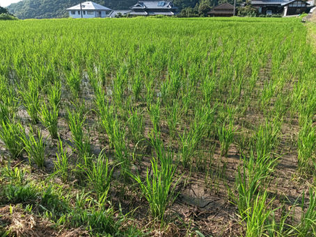 「ホタルの里/窪野野菜」田植え体験③!